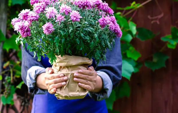 A woman gardener holds a pink blooming chrysanthemum in her hands. Transplanting plants and flowers. Close up.