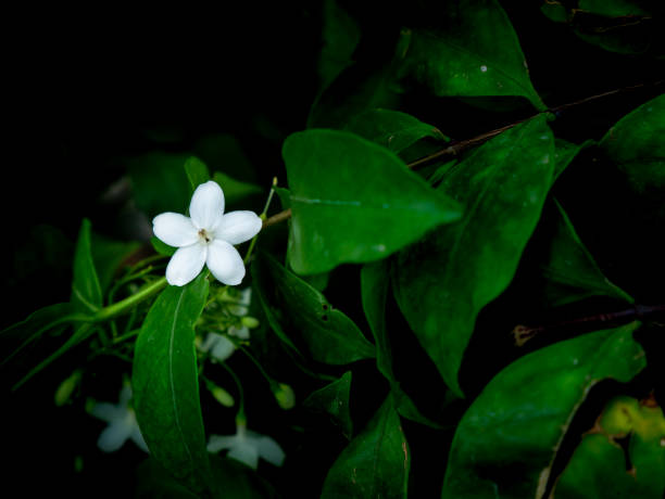 istock Wild Water Plum Flowers Blooming 1290262088