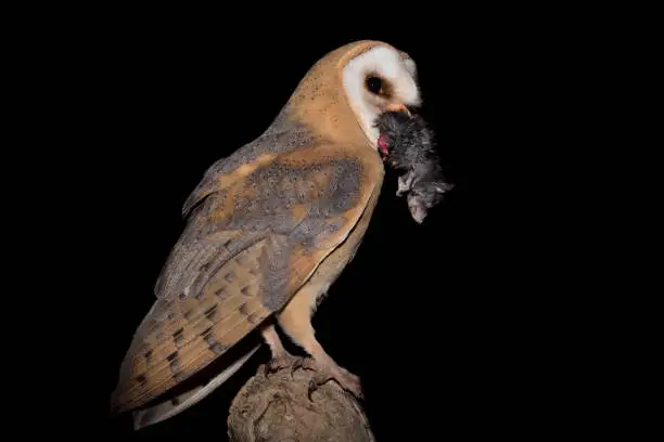 Photo of The winner and the loser, amazing portrait of Barn owl with prey  (Tyto alba)
