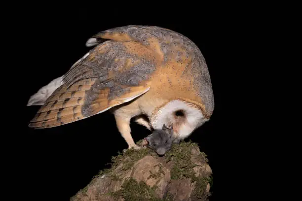Photo of Barn owl and house mouse (Tyto alba)