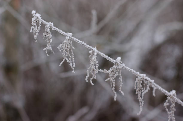 istock the dry plant is covered with frost 1290263437