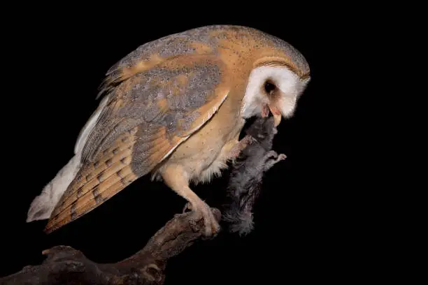 Photo of The end of mouse, Barn owl at hunt (Tyto alba)