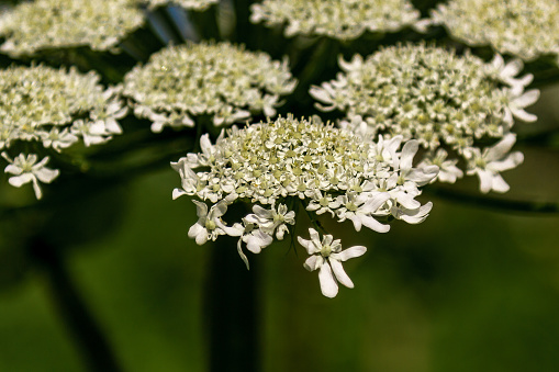 flowering plant cow parsnip Sosnowski sosnowskyi close-up on a green background