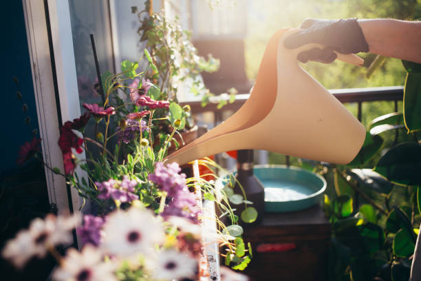 Woman waters plants on her balcony garden in flat Woman waters plants on her balcony garden in flat. Take care of small garden on terrace in summer city. Planting flowers on window shelf. Concept summer or spring, gardening hobby balcony stock pictures, royalty-free photos & images