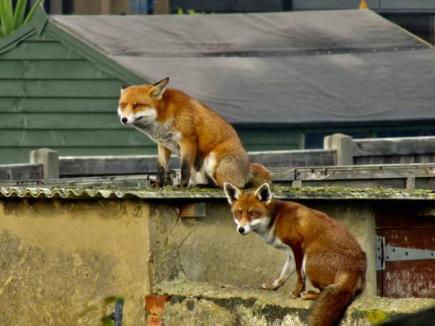 istock A Pair of Urban Foxes 1290266795