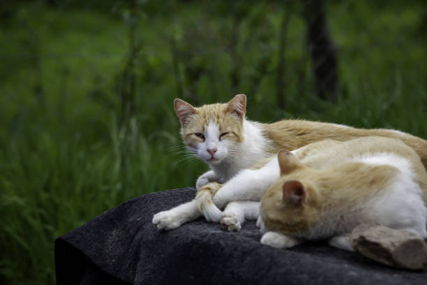 istock Abandoned street cats 1290267010