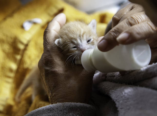 Puppy cat abandoned milk Woman giving bottle to abandoned cat, domestic animals, pets newborn animal stock pictures, royalty-free photos & images