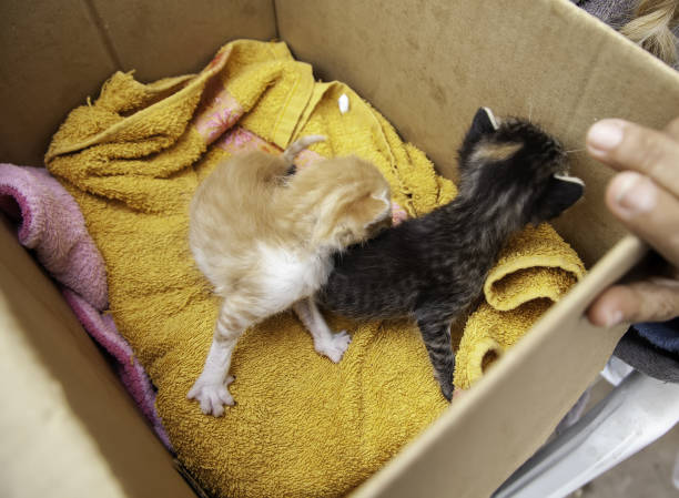 Abandoned puppy cats in box, rescued domestic animals, pets
