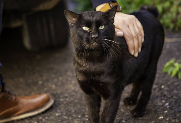 istock Abandoned street cats 1290267040