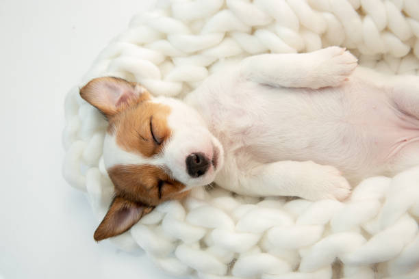 istock Cute and little doggy posing cheerful in big comfortable plaid 1290268033