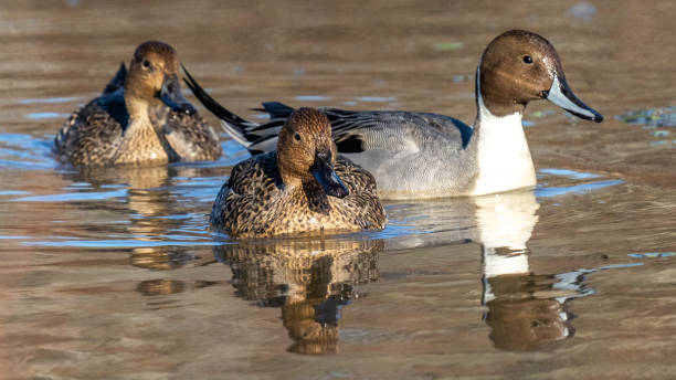 istock Pintail Duck in Huntley Meadows park in Virginia 1290268034