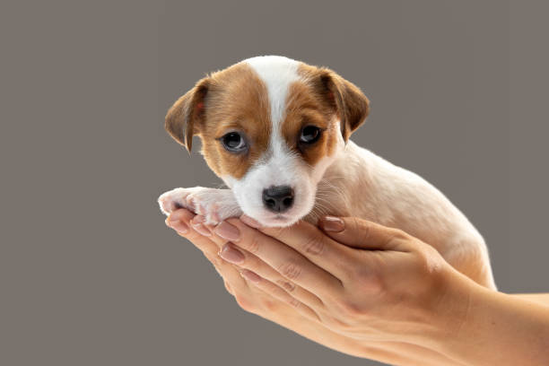 istock Cute and little doggy posing cheerful in comfortable human hands 1290268052