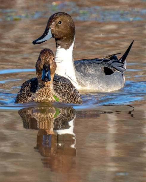 istock Pintail Duck in Huntley Meadows park in Virginia 1290268077
