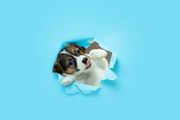 istock Cute and little doggy running breakthrough blue studio background 1290268094