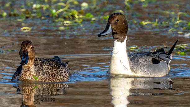 istock Pintail Duck in Huntley Meadows park in Virginia 1290268130