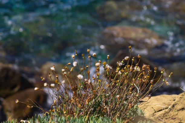 istock Flowers on a rock over the sea 1290269570
