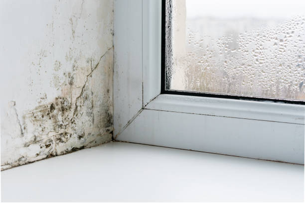 istock Mold in the corner of the plastic windows 1290269649