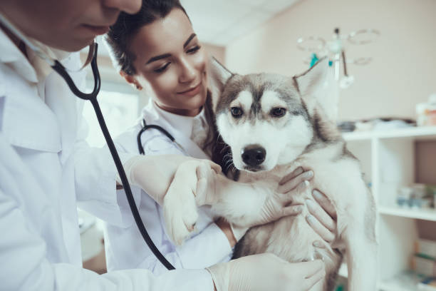 istock Qualified veterinarian with assistant examines Siberian husky with stethophonendoscope. 1290270916