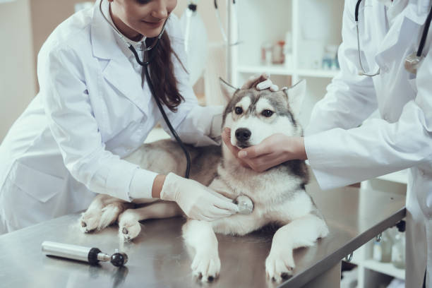 istock Two experienced veterinarians examine beautiful Siberian husky with stethoscope. 1290270920