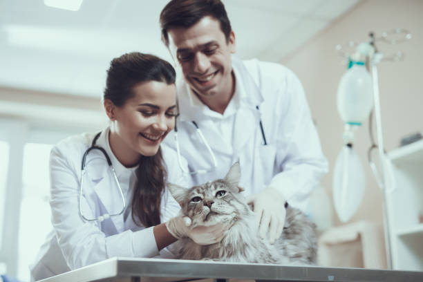 istock Two cheerful veterinarians examine maine coon cat. 1290270981