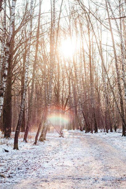 istock winter forest in the morning sun 1290272825