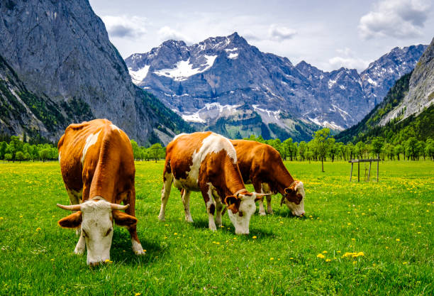 istock cows at the eng alm in austria 1290273703