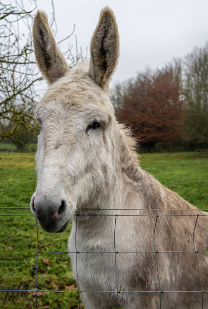 istock Curious Donkey at a fence 1290273899