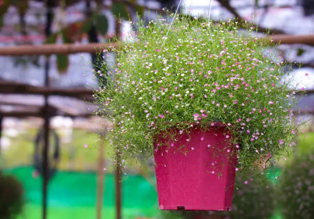 Mixed color Gypsophila freshness flowers in pink flowerpot  hanging at home