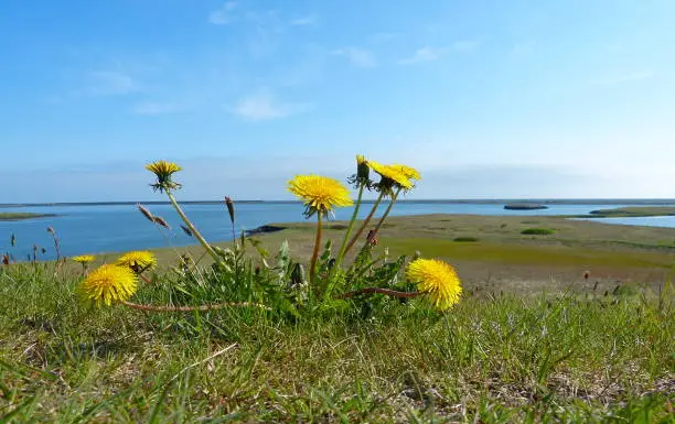 Photo of Taraxacum officinale dandelion coltsfoot flowers on green grass lawn, Iceland. Yellow flowers bloom on coastal meadow, first spring vibrant blooming, Idyllic peaceful sunny day, North icelandic summer