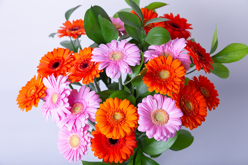Bouquet of gerberas. Pink, orange and red gerberas on a white background. Close-up.