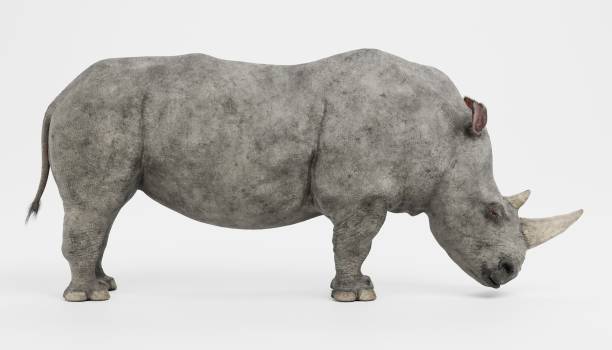 istock Realistic 3D Render of White Rhinoceros 1290277378