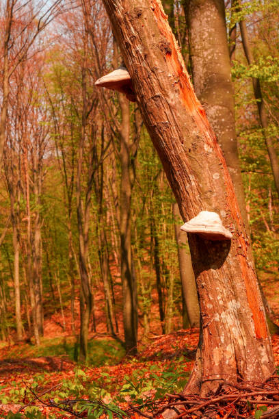 istock Mushrooms or fungus on a tree 1290277822