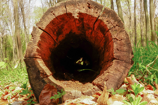 Tree stump with a hollow standing in the spring forest\nD.H