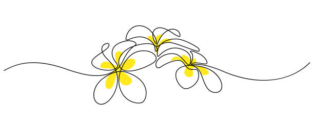 Plumeria flowers Plumeria flowers in continuous line art drawing style. Group of fragrant tropical plumeria (frangipani, jasmine) flowers. Minimalist black linear sketch on white background. Vector illustration frangipani stock illustrations