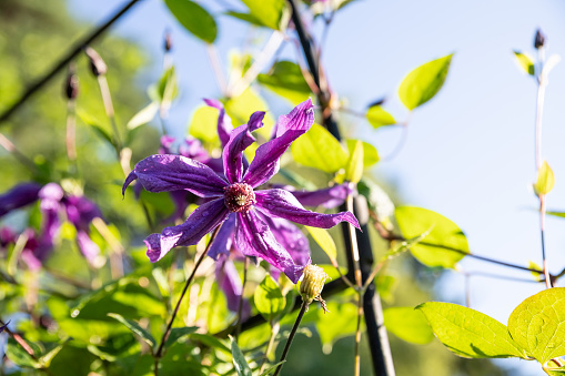 climbing purple climatis growing in garden