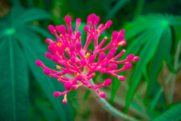 istock Flowers close up isolated on background 1290281477