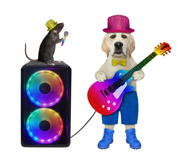 istock Dog musician plays guitar 2 1290281624