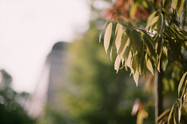 Tree and flower in the park film