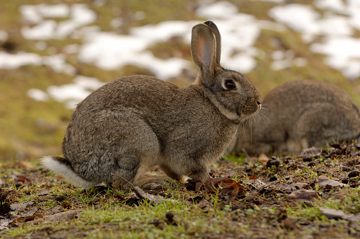 Mountain cottontail rabbit in Winter in Yellowstone National Park, Wyoming and Montana. Northwest. Yellowstone is a winter wonderland, to watch the wildlife and natural landscape. Hot Springs.