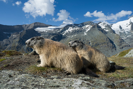 Alpine marmot on the Grossglockner, Austria