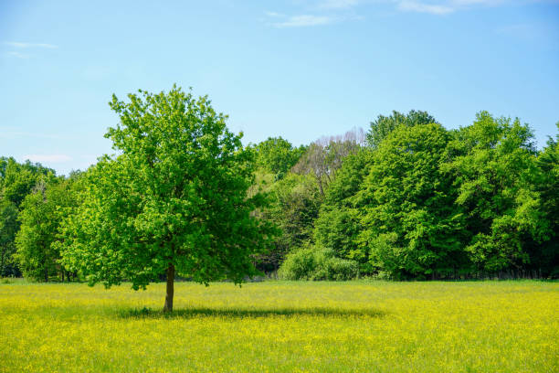 istock A field on which grows one beautiful tree, a summer landscape in sunny warm weather 1290290074