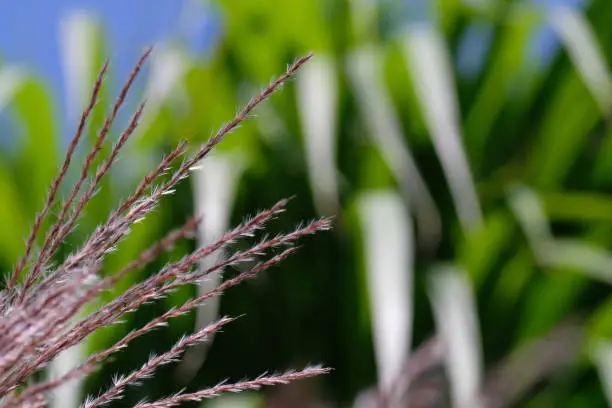 Amur silvergrass (Miscanthus sacchariflorus) in close-up against a background of green grasses and blue clear skies. Asia. Horticulture. Natural background. Sunny day. Spring.