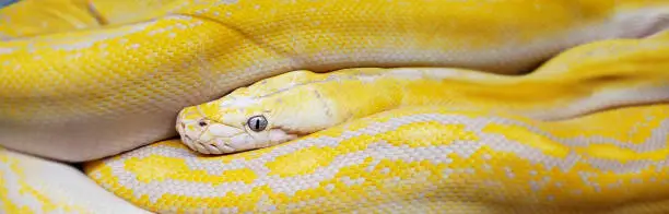 Photo of Reticulated Python