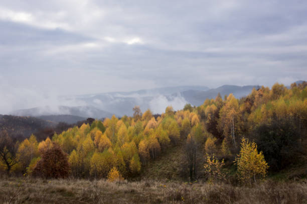 istock Background with yellowish birch leaves in late autumn 1290295338