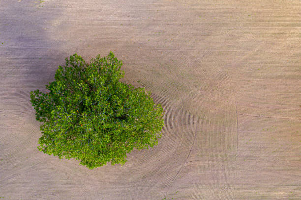 istock aerial view of single tree on agricultural field 1290295512