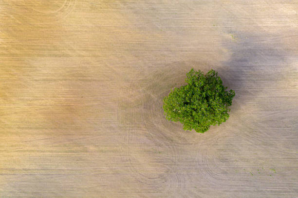 istock aerial view of single tree on agricultural field 1290295673