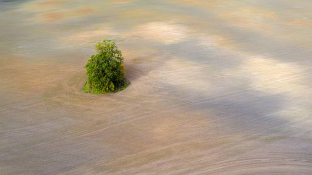 istock aerial view of single tree on agricultural field 1290295738