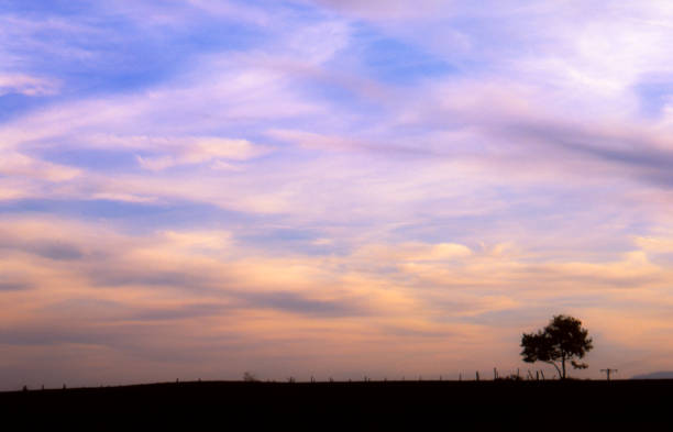 A tree and a fence in front of a blue sky at sunset