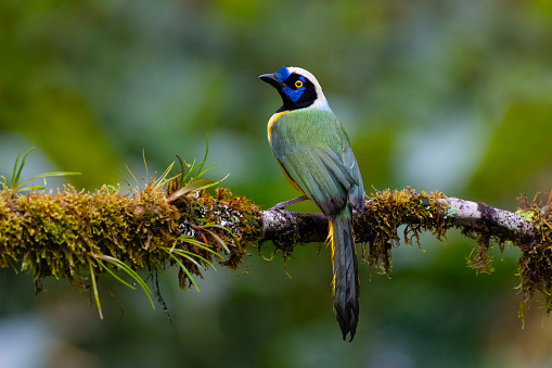 Eye contact of a violaceous euphonia (Euphonia violacea) male at Atlantic Forest.