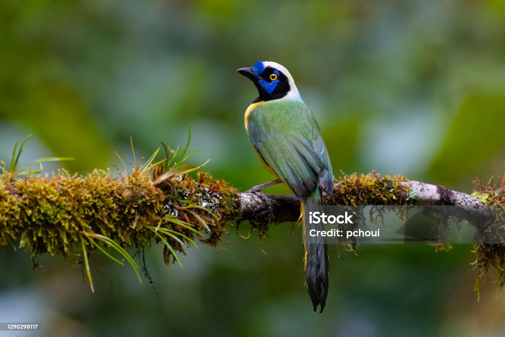 Green Jay also known as Inca Jay Green Jay or Inca Jay, cyanocorax Yncas, native to Andes of South America. Bird in its natural habitat. Biodiversity Stock Photo